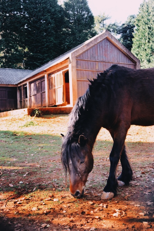fotografia de um cavalo