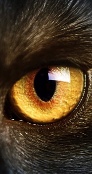  Gato 