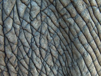  Elefante 
