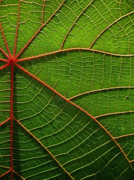  Planta 