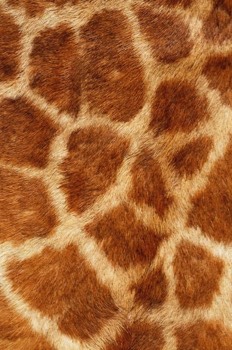  Girafa 