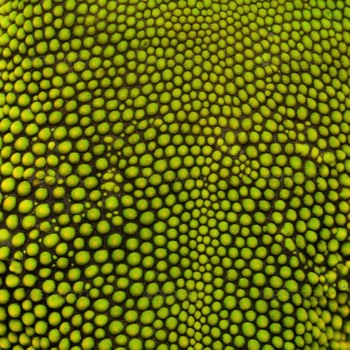  Gecko 