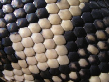  Cobra 